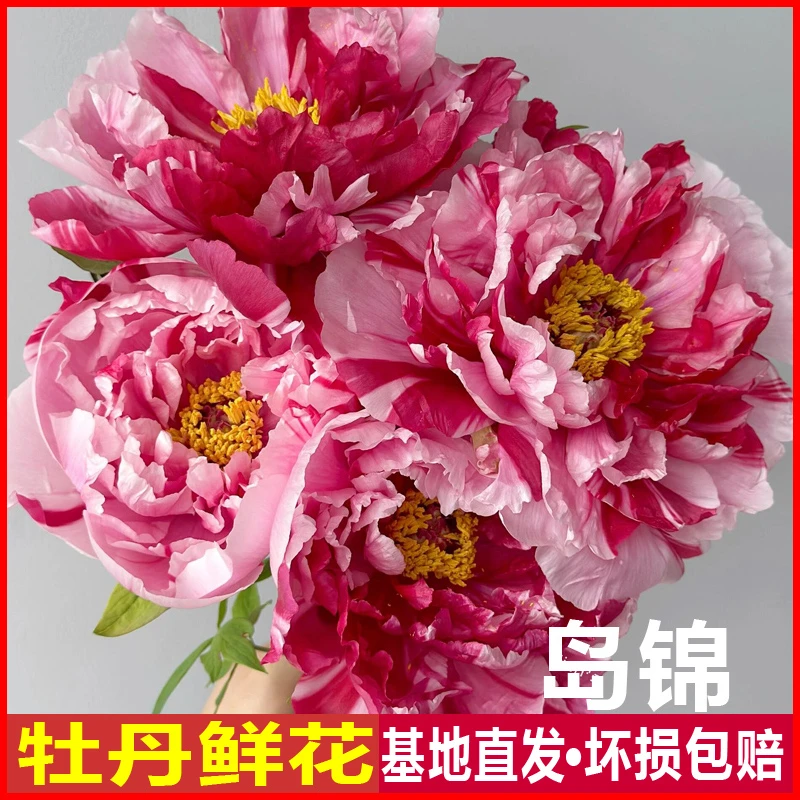 【岛锦】年宵花山东牡丹鲜花芍药重瓣鲜切花百合玫瑰山东基地