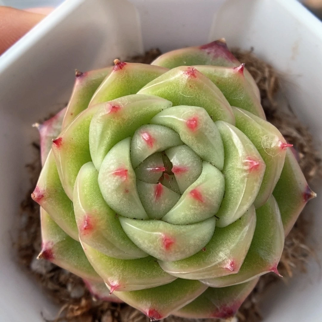 油透珍妮可拍930号。