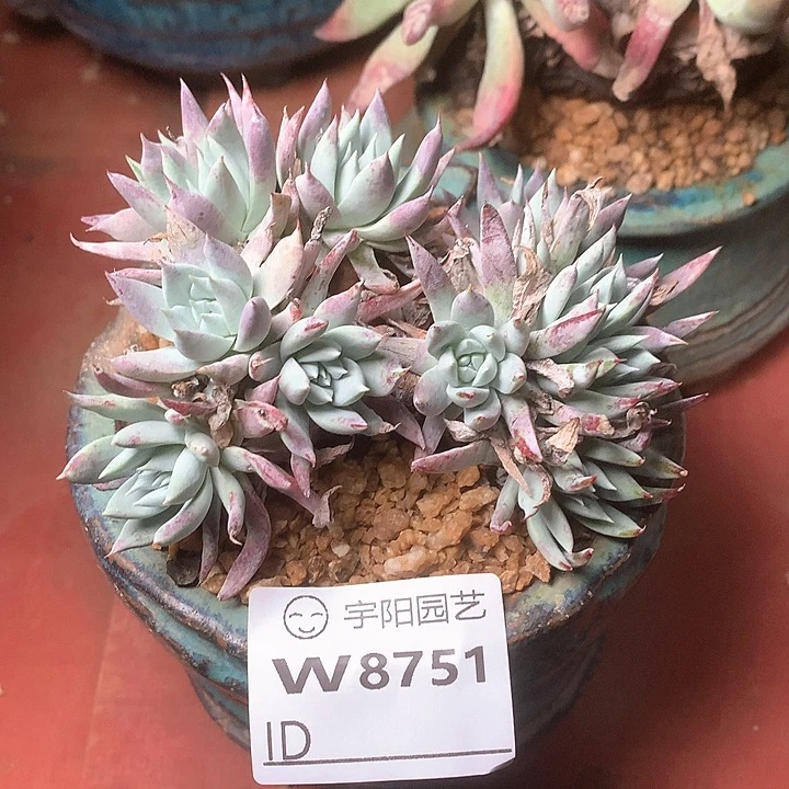 8851白衣圣徒多肉