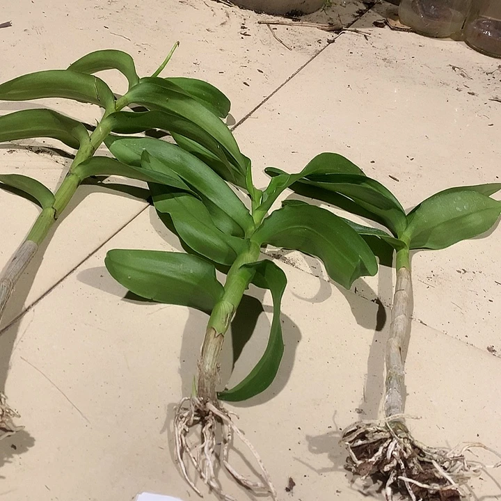当前无花朵，栽培后可花朵桃＋龙王＋随机3个大前杆