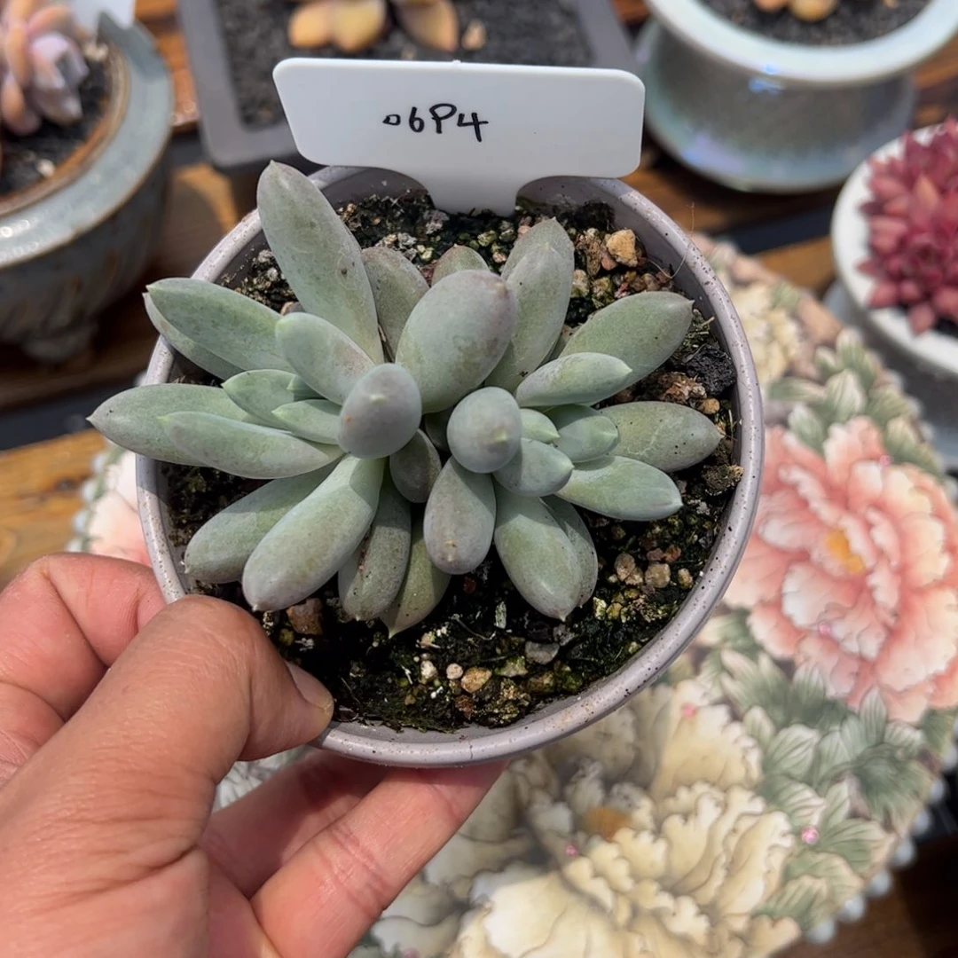 哥特满68包邮0694