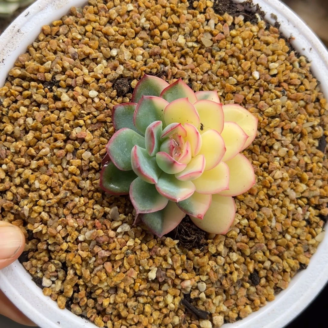 荷花锦 阴阳锦 夏鸣园艺