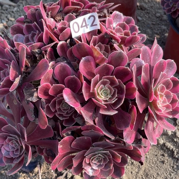 无花朵042多肉植物凤冠