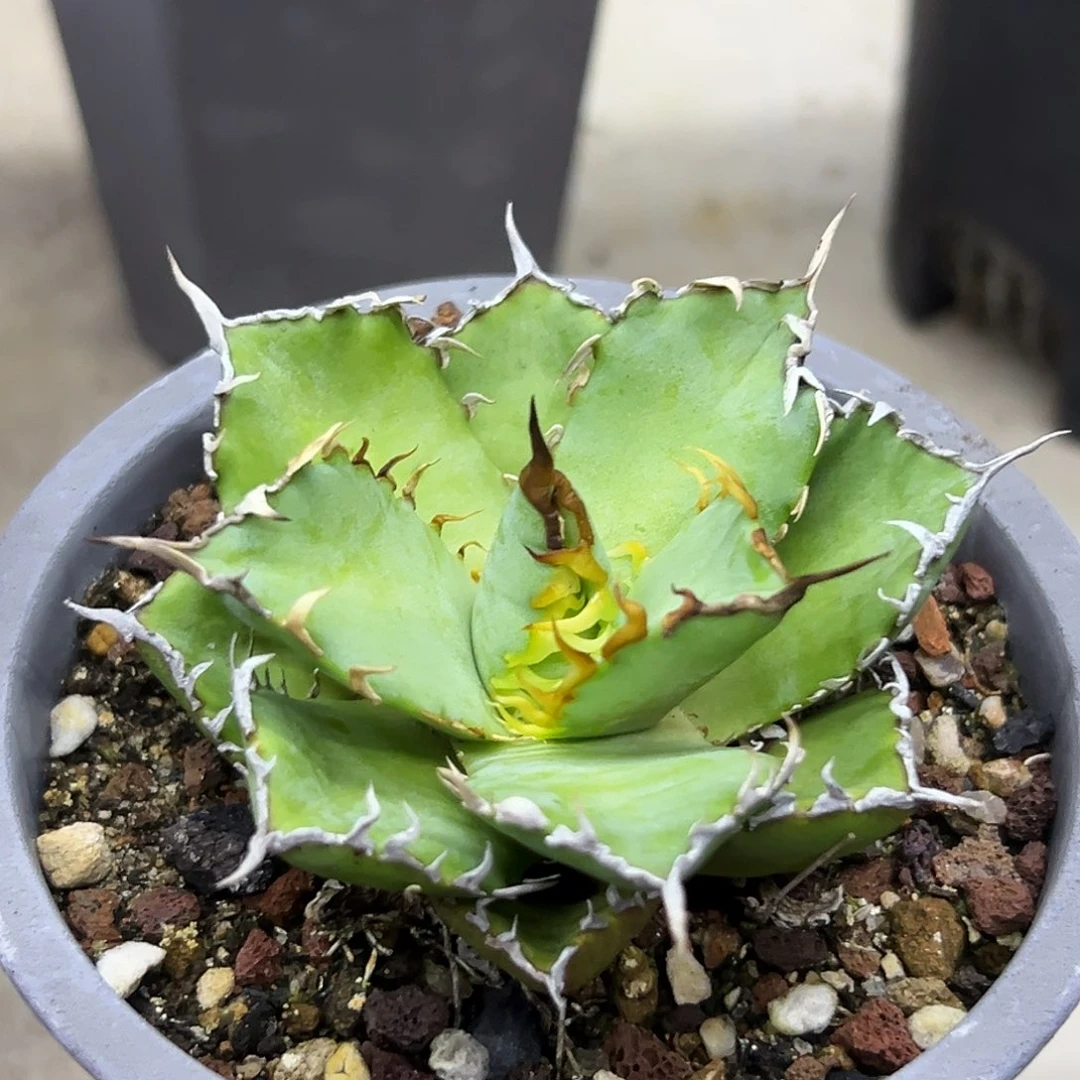 蕾丝一物一拍偏远不包邮不退不换