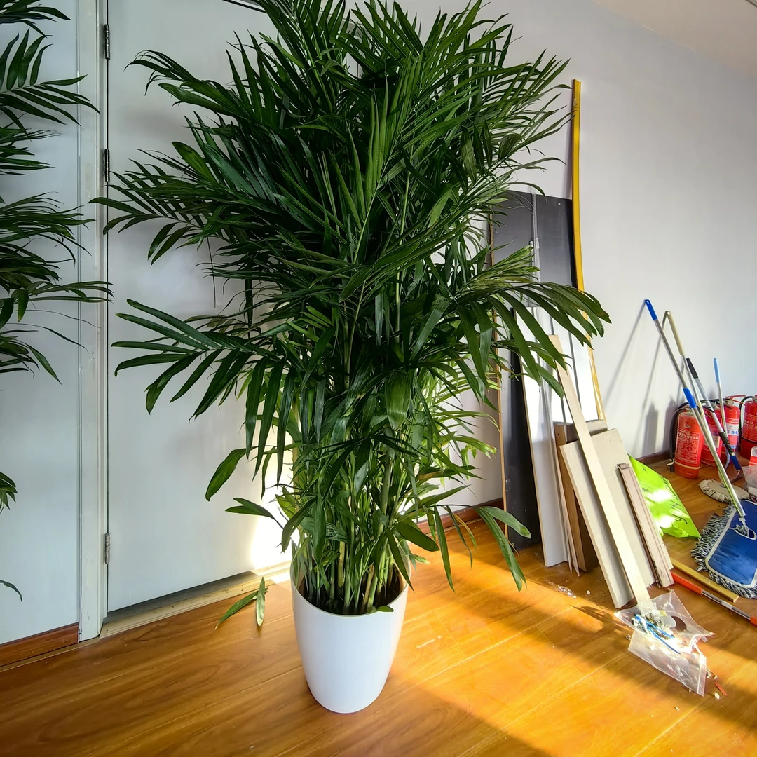 1盆夏威夷椰子耐寒植物