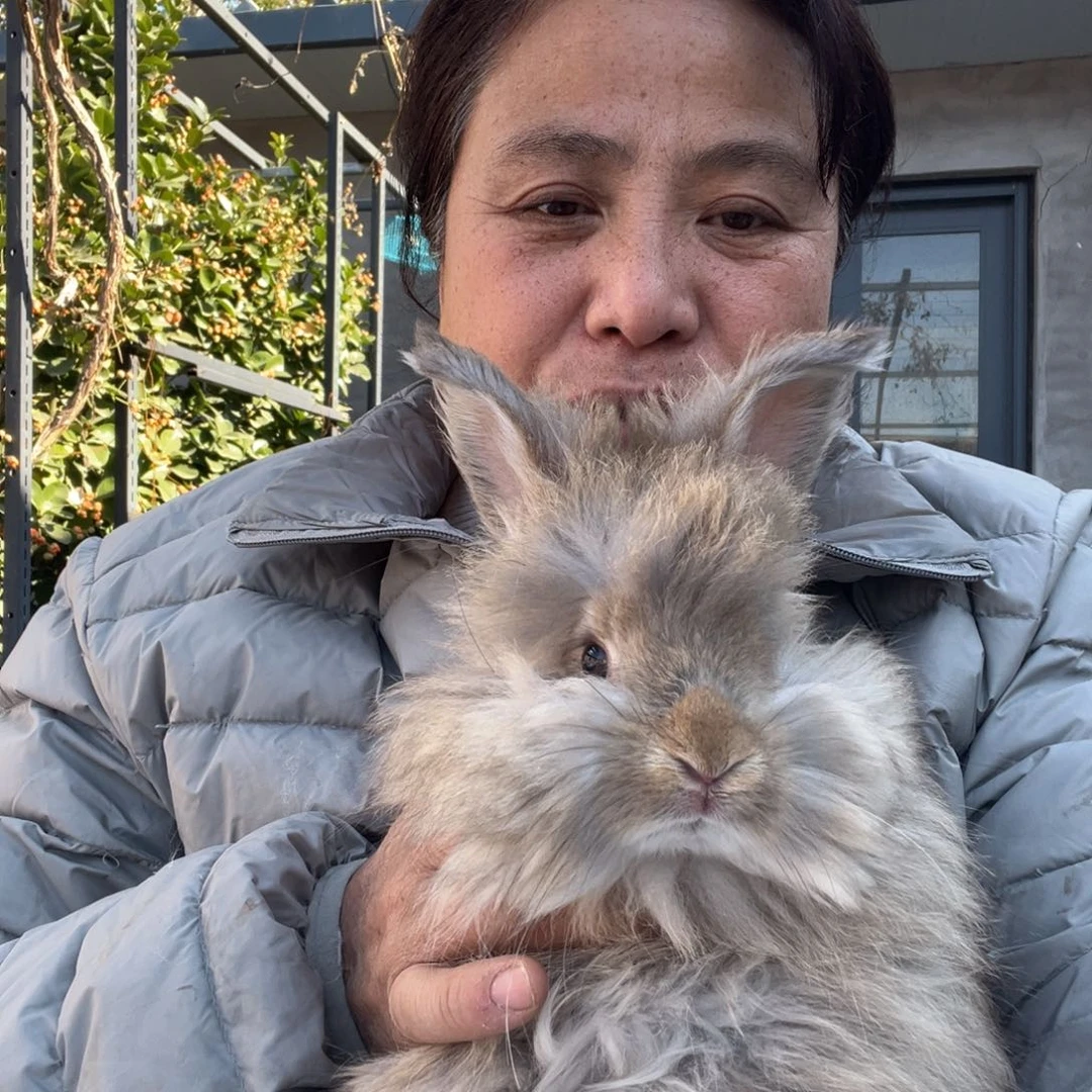 英系安哥拉宠物兔子