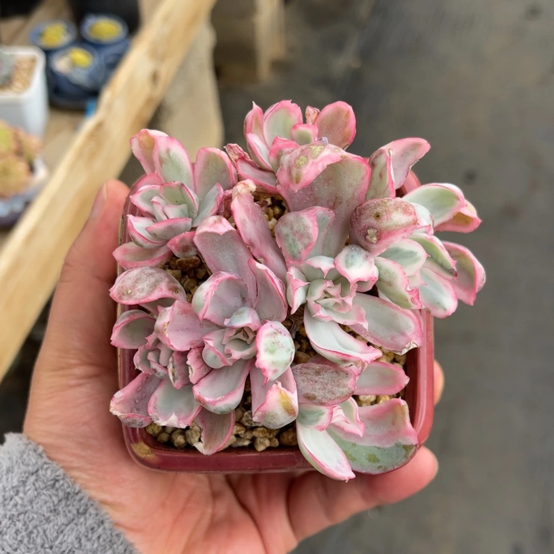 伯克利锦一物一拍