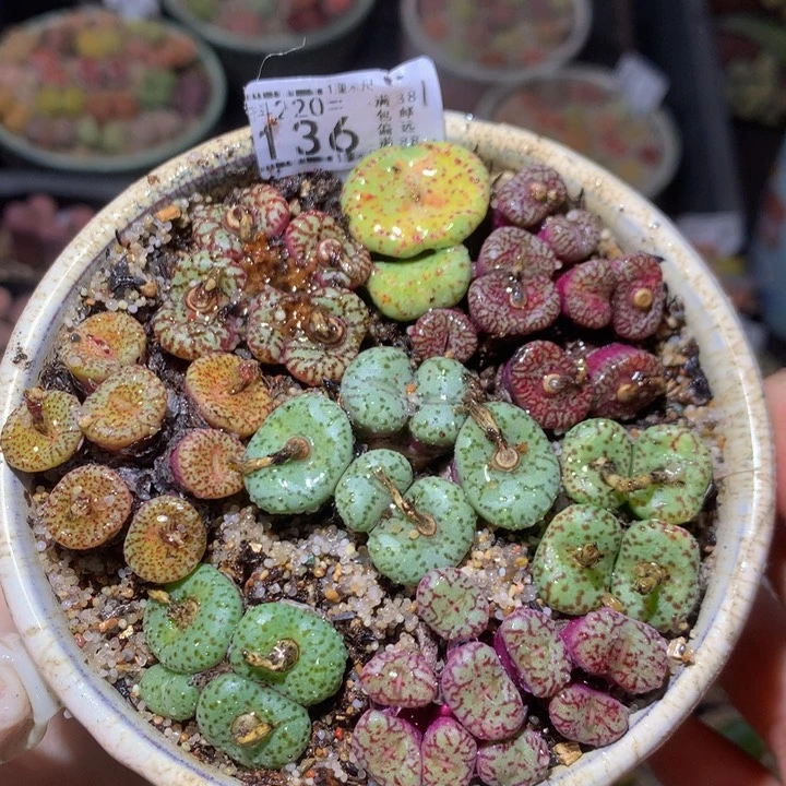 精品生石花220.136