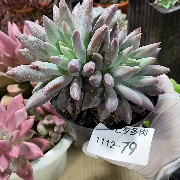 小七夕多肉美人79