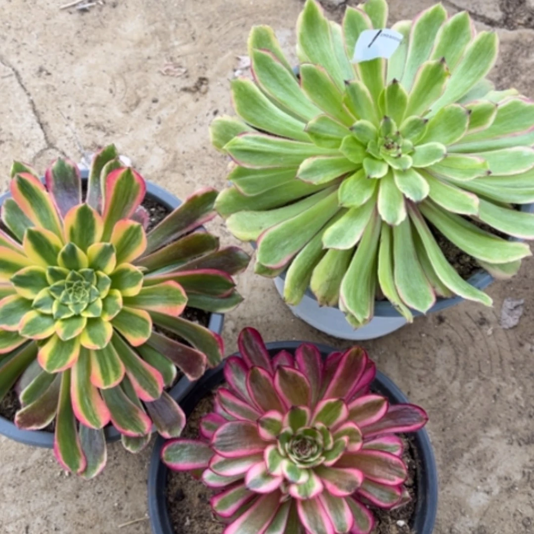 【闪购商品】1三颗多肉法师