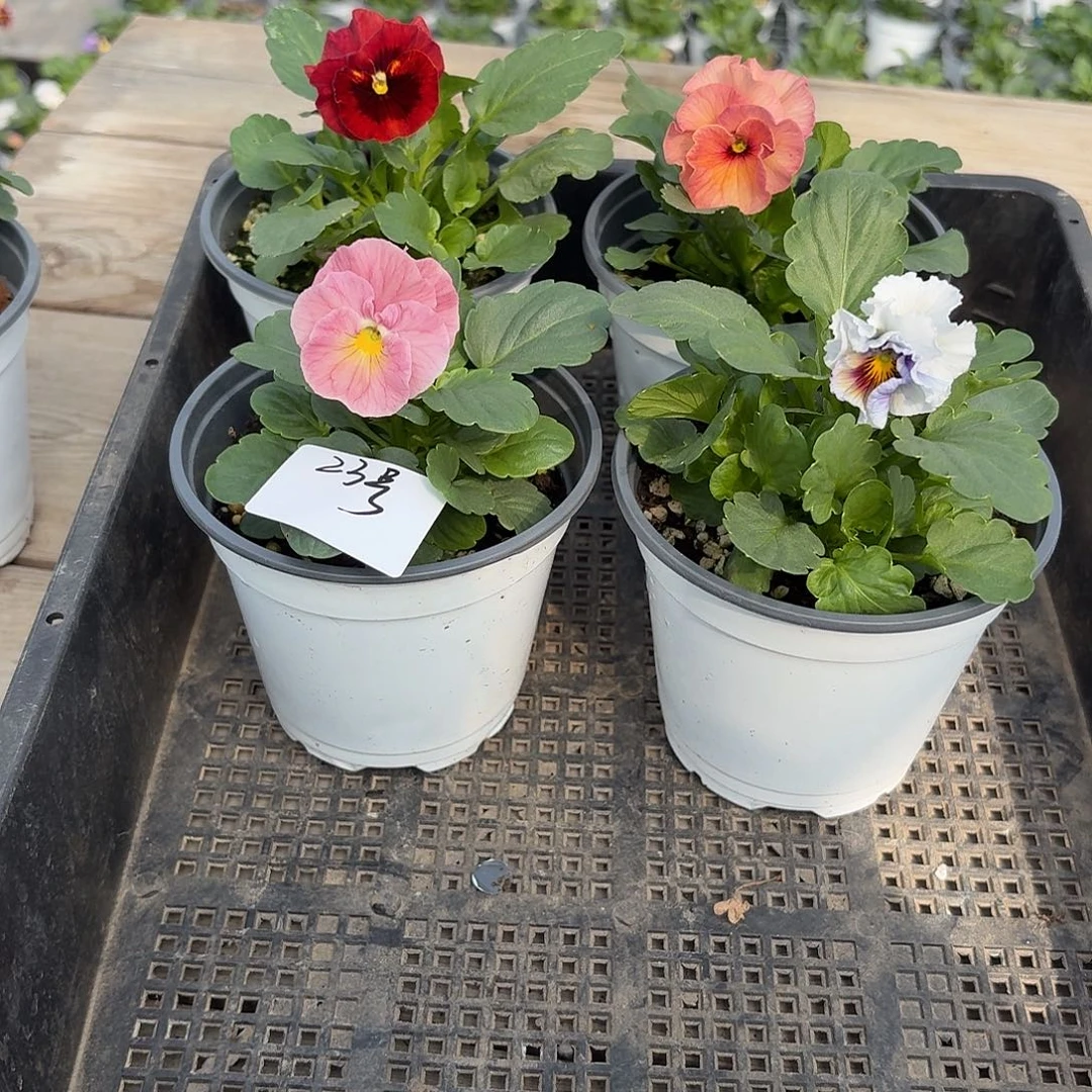 大部分花苞少量开放23号