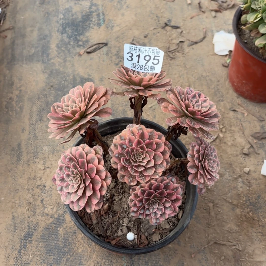 X. 3195黑铜白多肉。baaed