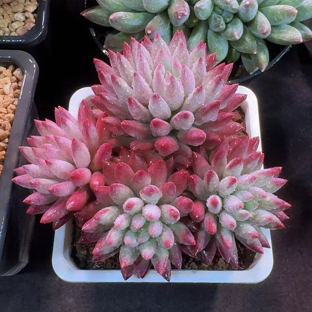 紫体虞美人多肉一物一拍