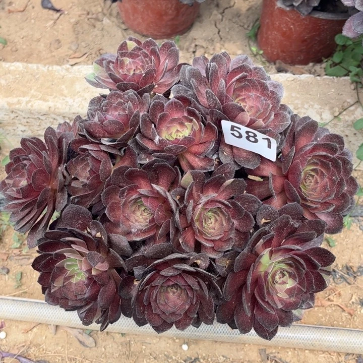 黑寡妇581不包断枝