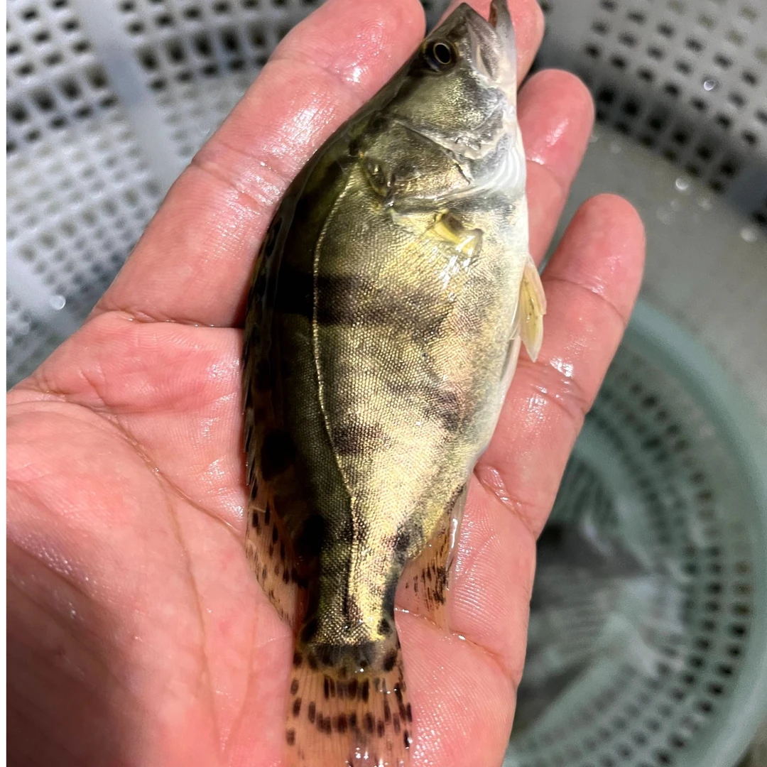 桂花鲤鱼鳜鱼苗包邮食用鲜活桂花贵鱼苗观赏鱼苗肉食性白鳜翘嘴