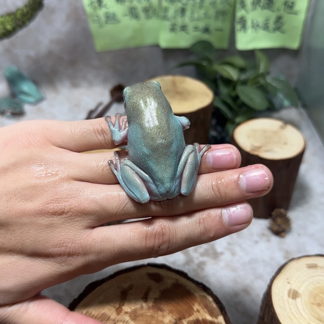 老爷树蛙9 顶级通体金