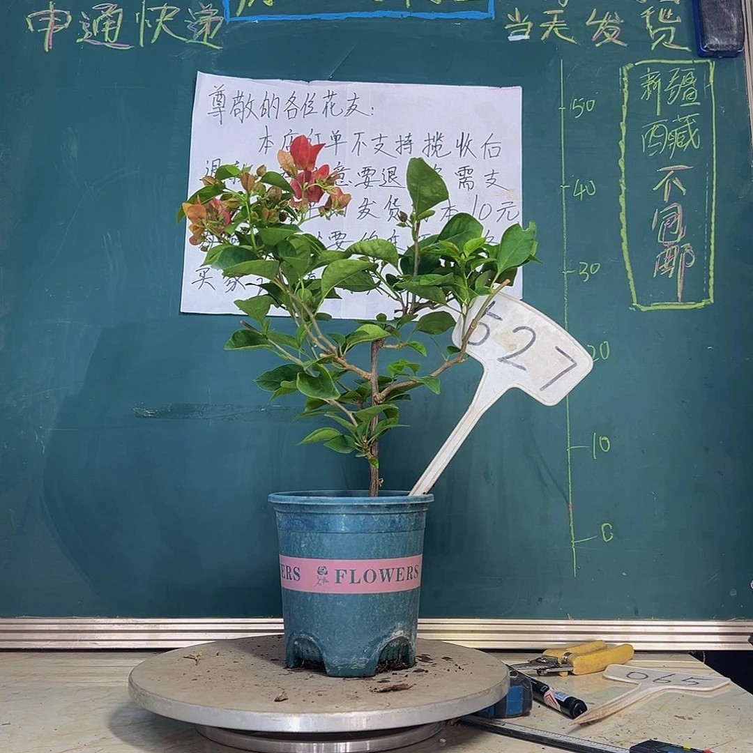 当前无花栽培后可以开花甜西瓜527