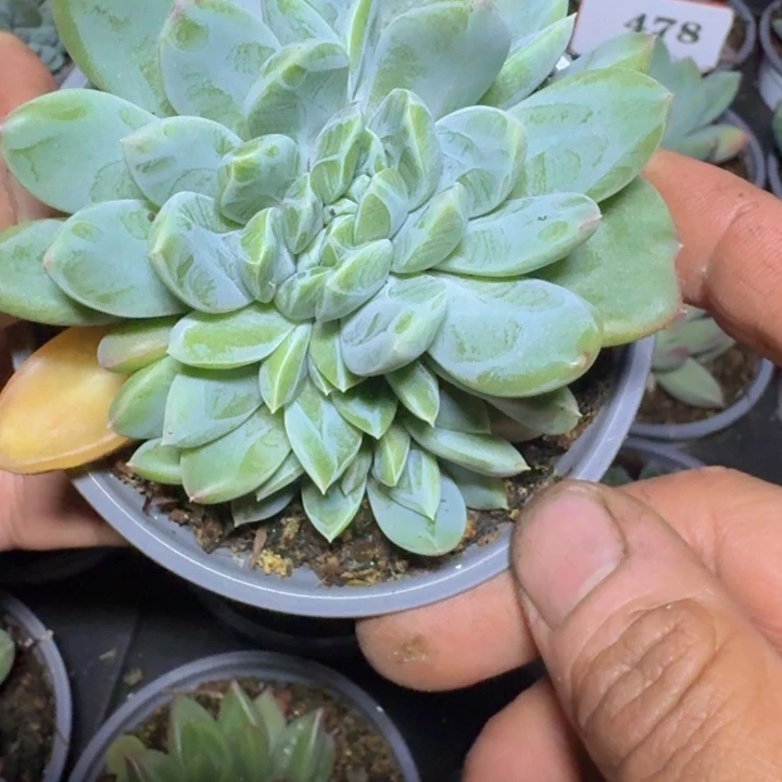 黛拉243多肉植物