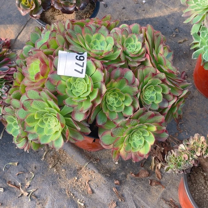 多肉奶白高锦法师977