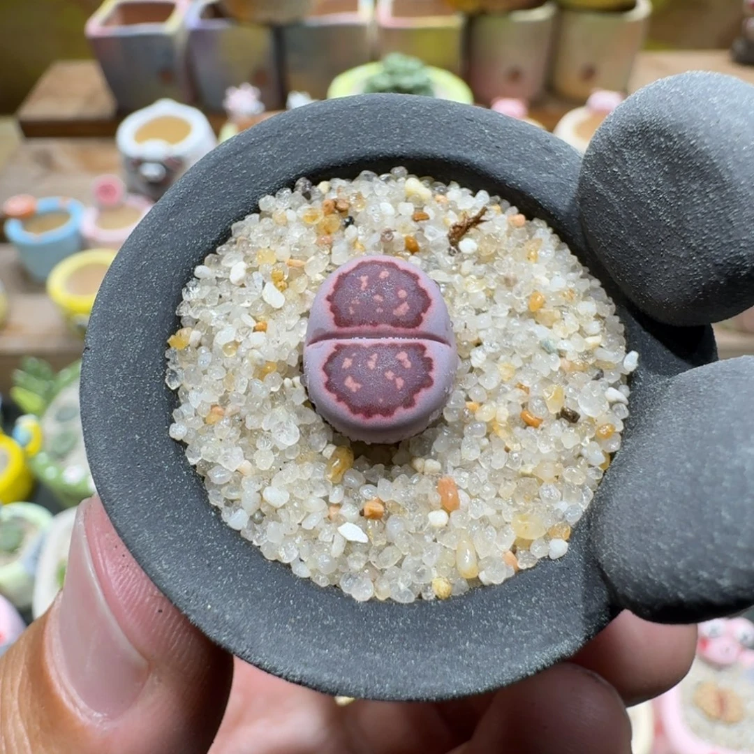 蘑菇1337紫饼多肉植物