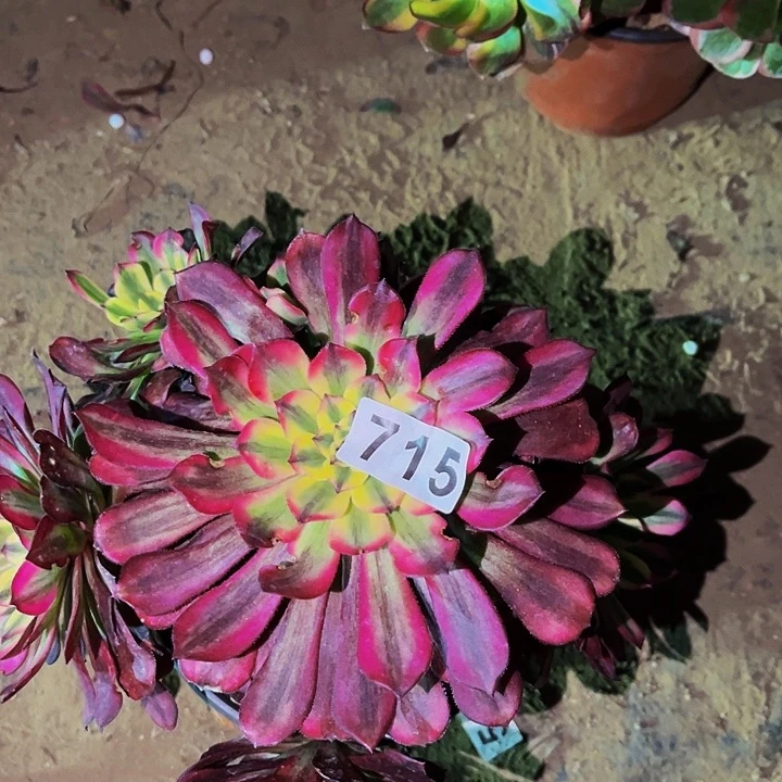 715潘帕斯多肉植物处理不售后