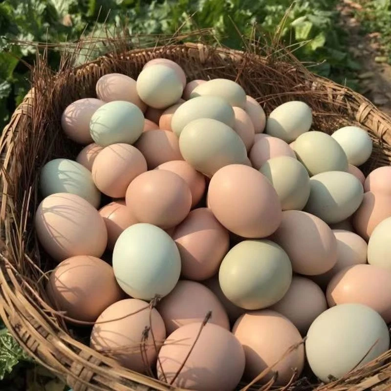 老母鸡蛋正宗农家散养高山散养土鸡蛋新鲜营养适合孕妇老人儿童