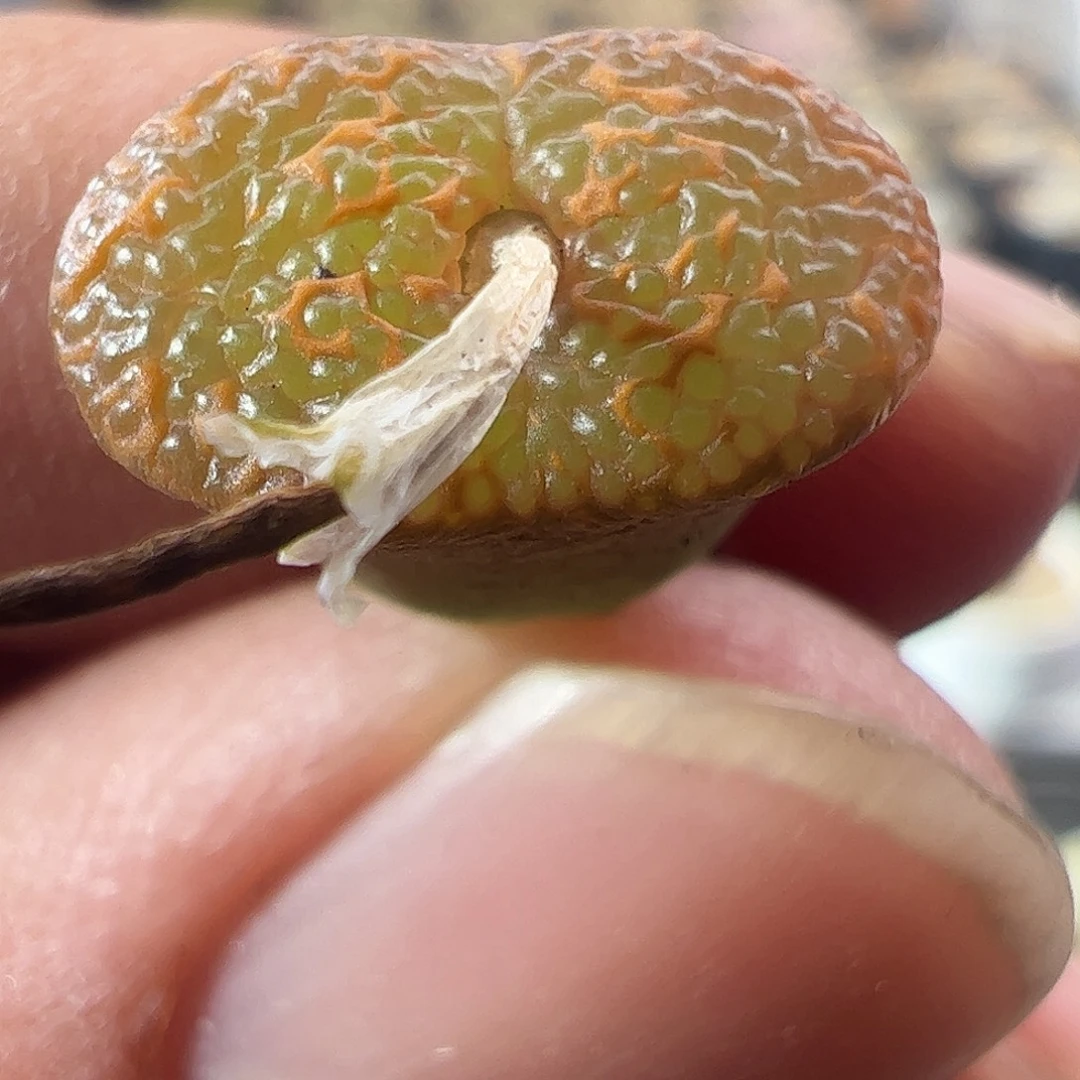 一物一拍。      531