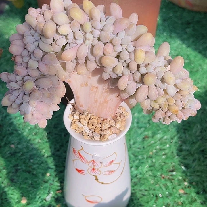 粉恋缀0412多肉植物