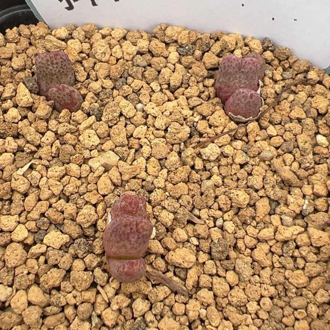 21-43 955d斑马多肉植物，