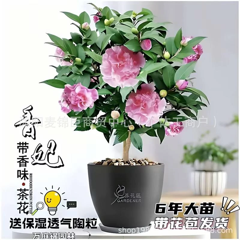 香妃茶花带花苞浓香型耐寒盆栽四季开花阳台客厅办公好养花卉绿植