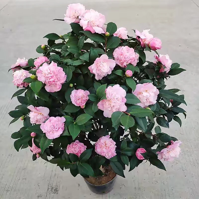 带花苞香妃茶花盆栽好养易活浓香花卉可室内阳台种植