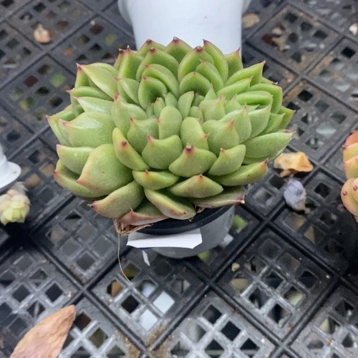 西**心一物一拍白玫瑰多肉189