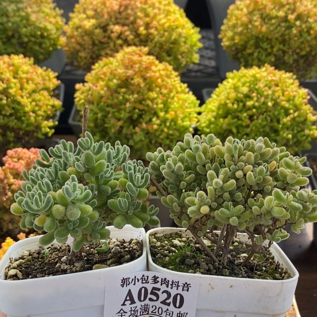 小***吱冰晶➕冰橙0520。