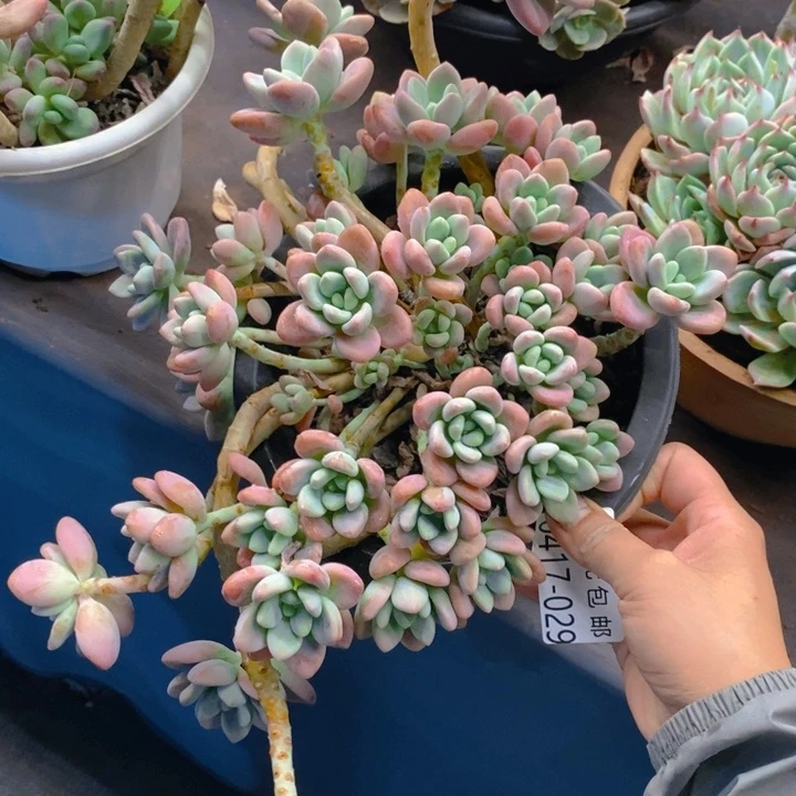 夏悦多肉0417-29洛神不包损