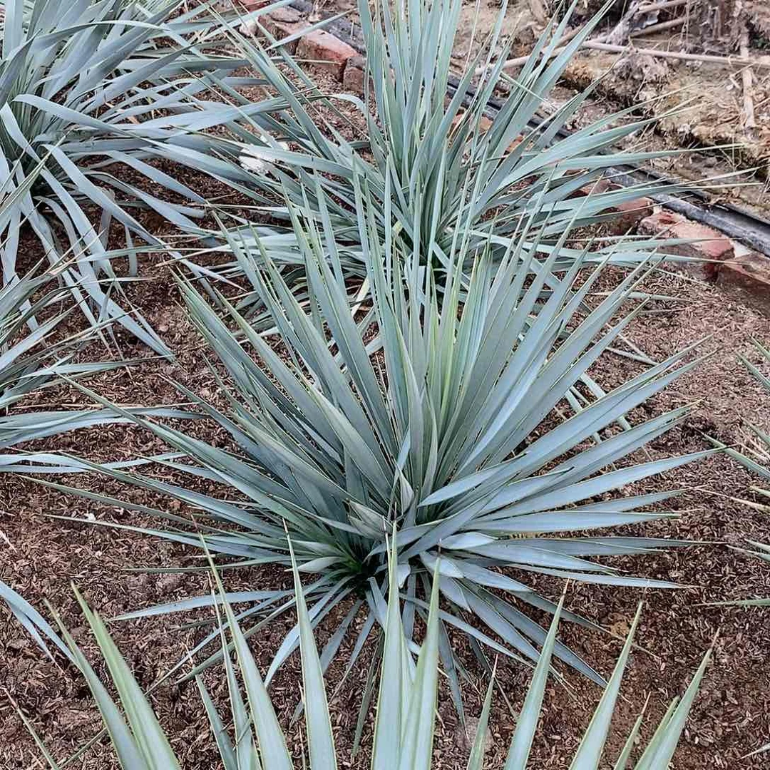 双头稻草人一颗1111111