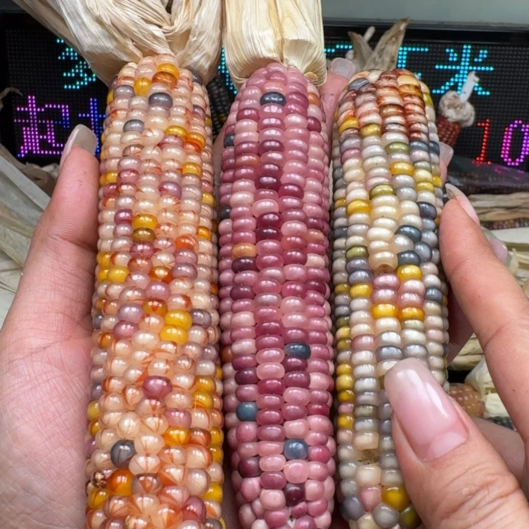 柏香籽/百香籽吊坠?*児