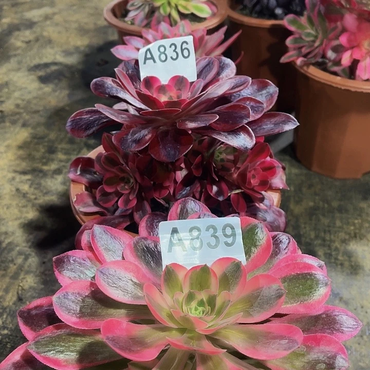 美杜莎836女巫839不加保温