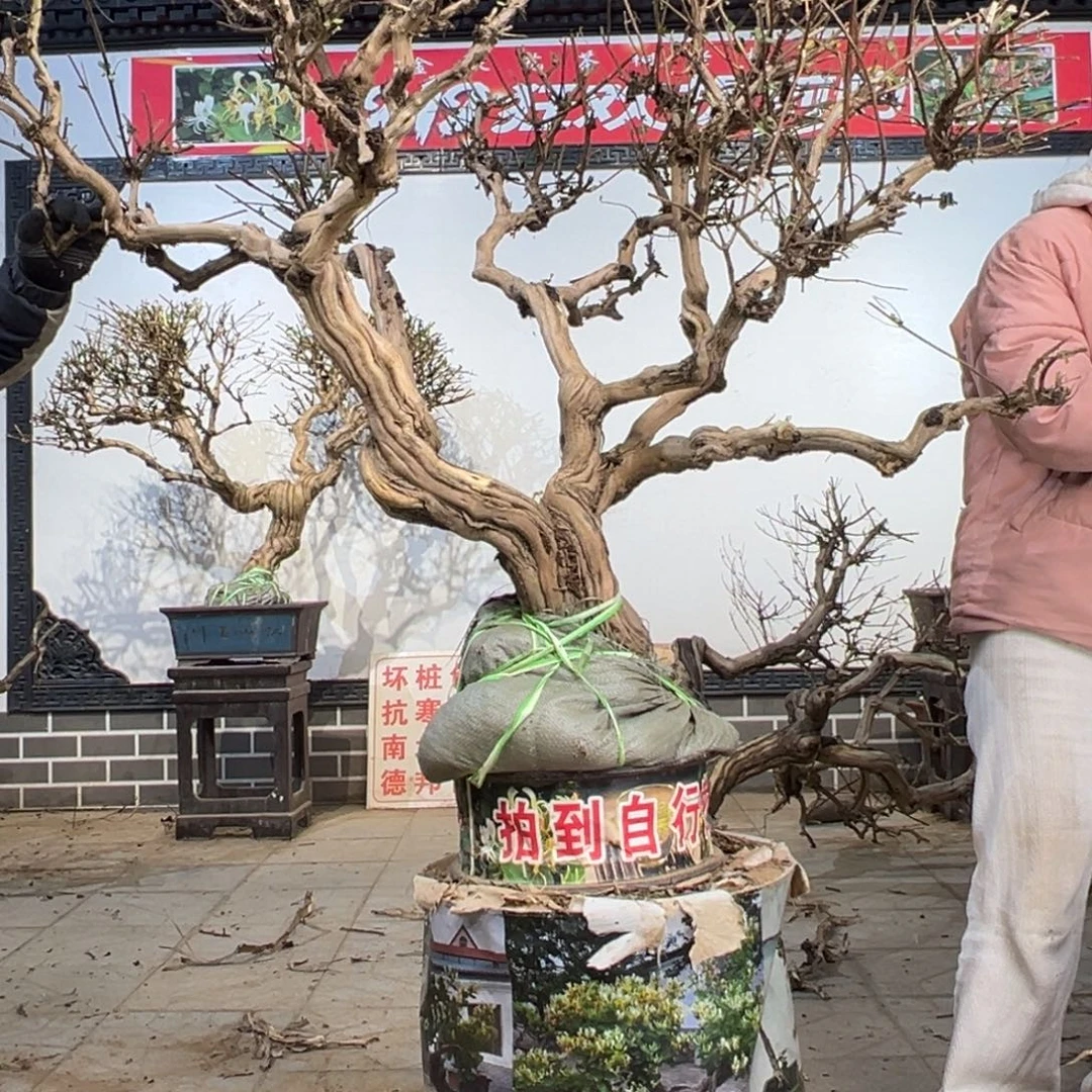 无花朵金银花8888