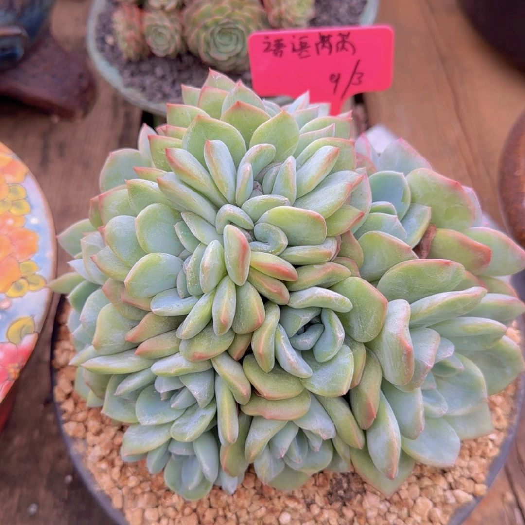 语***芮语语姐姐多肉植物