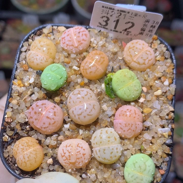 精品生石花221.312