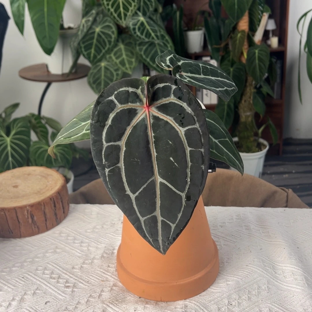 完全开放进口Nse花烛