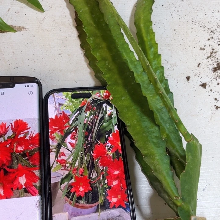 当前无花栽培后可以开花367