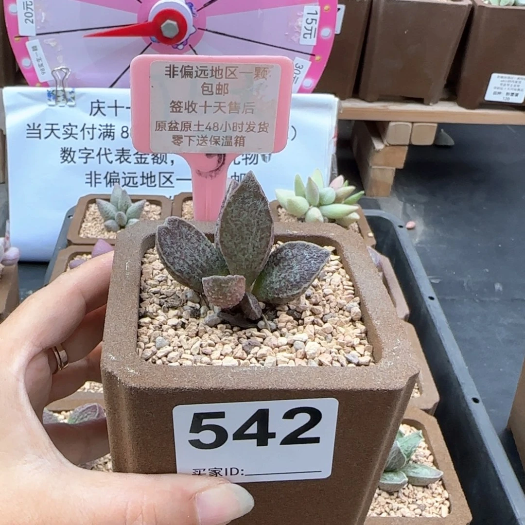 542青龙多肉植物