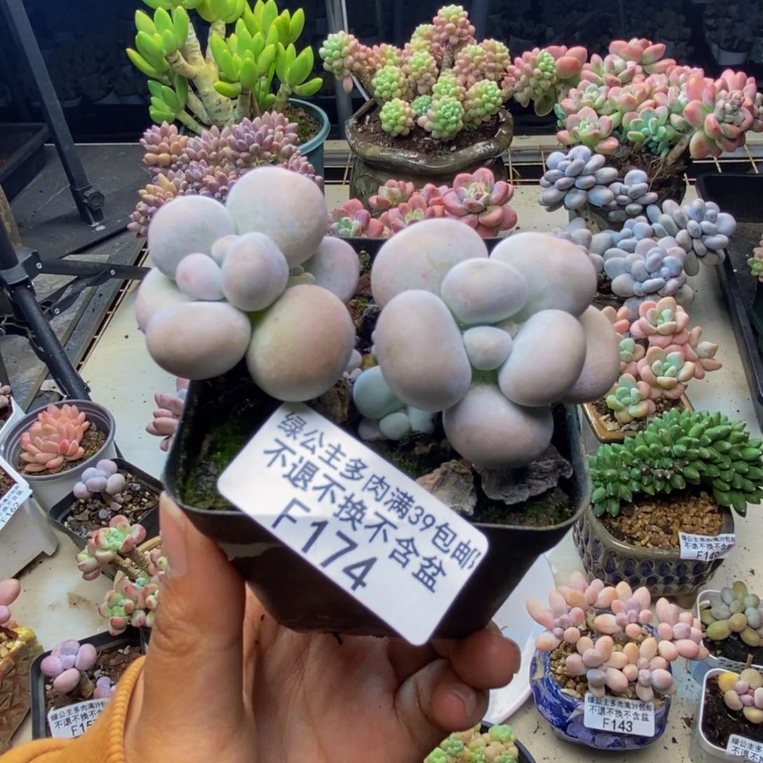 c174芭比奶多肉6c m