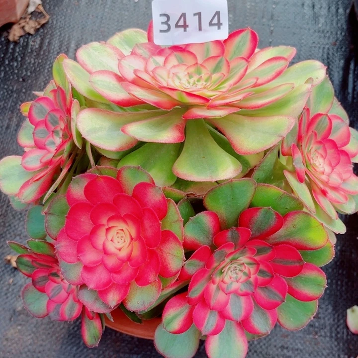 荔枝多肉特价发货