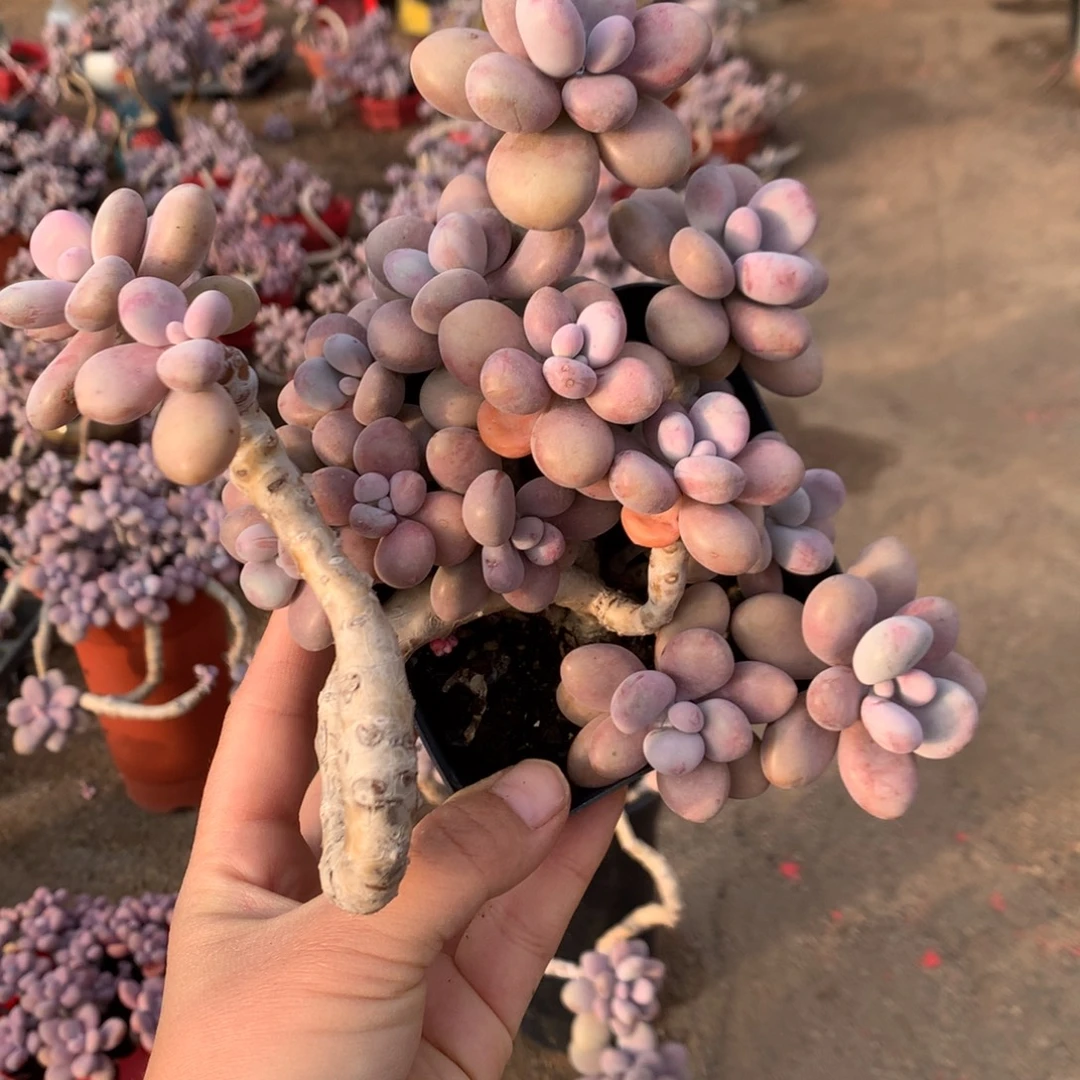 桃蛋老桩不带盆12号