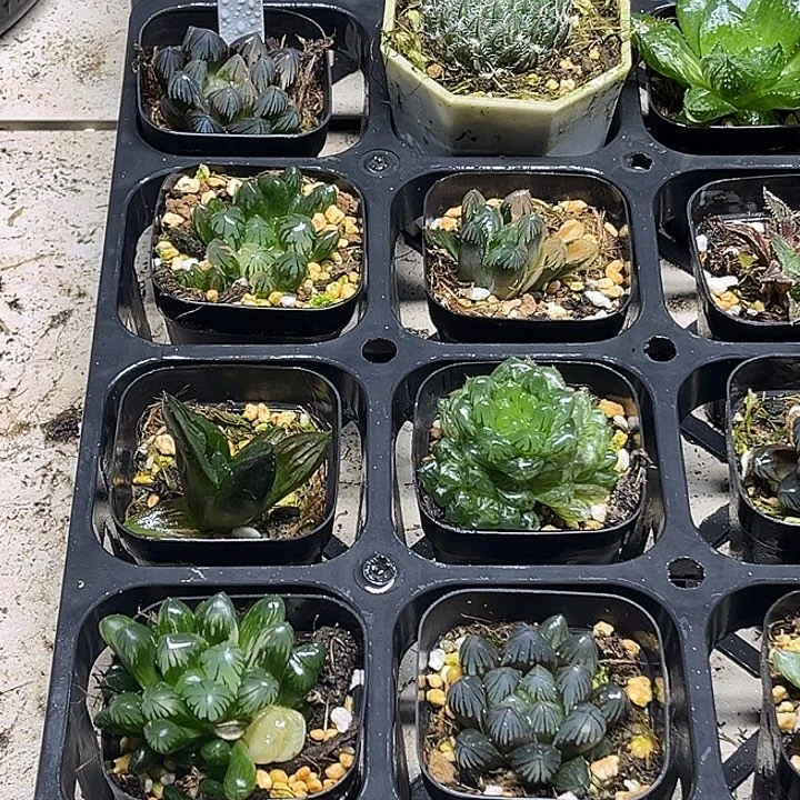 22 脱土发货8颗13.9包邮