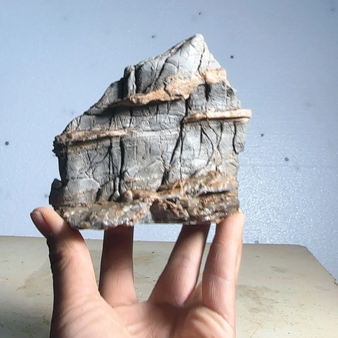 【闪购商品】香榧木张出来玩手机就不一样吗