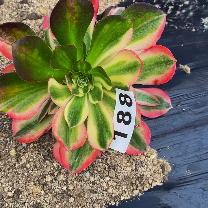 188女郎多肉植物处理不售后