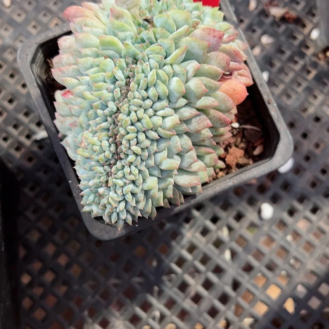 162糖心缀化十八包邮